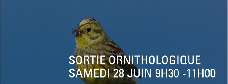 sortie-ornithologique